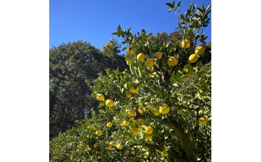 白木農園の土佐文旦 訳あり L～4L 約10キロ