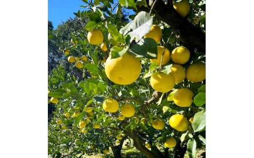 白木農園の土佐文旦 訳あり L～4L 約10キロ