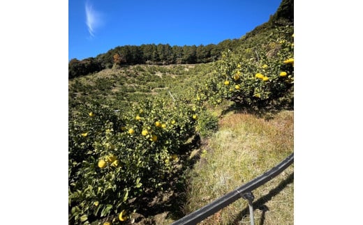 白木農園の土佐文旦 訳あり L～4L 約10キロ