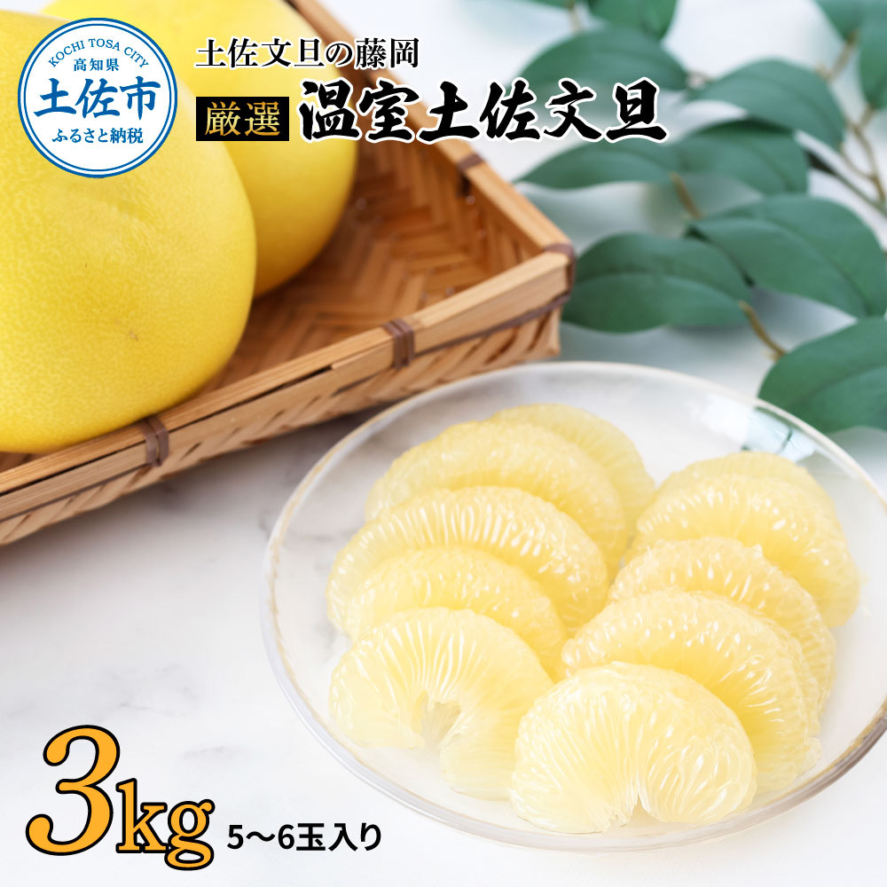 ＜土佐文旦の藤岡＞先行予約　厳選 温室土佐文旦 3kg (5～6玉）
