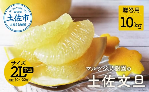 【先行予約】マルツジ果樹園の土佐文旦 贈答用(中玉) 約10kg 10キロ 2Lサイズ 19～22個入り 〈2027年2月1日から3月31日頃発送〉/ ぶんたん ブンタン フルーツ 柑橘 みかん 果物 くだもの 柑橘類 デザート お取り寄せ 国産