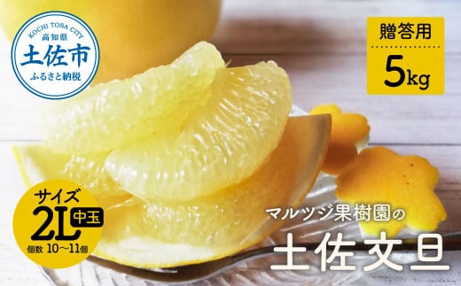 【先行予約】マルツジ果樹園の土佐文旦 贈答用(中玉) 約5kg 5キロ 2Lサイズ 10～11個入り 〈2027年2月1日から3月31日頃発送〉/ ぶんたん ブンタン フルーツ 柑橘 みかん 果物 くだもの 柑橘類 デザート お取り寄せ 国産