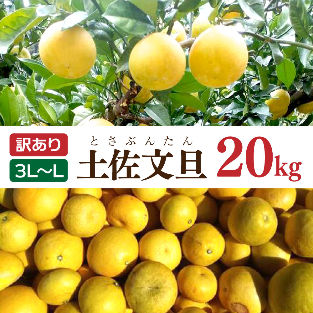 土佐文旦 文旦 訳あり 大玉入り 20kg 20キロ 3L～L