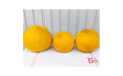 【先行予約】土佐文旦 文旦 訳あり 大玉入り 10kg 10キロ 3L～L 〈2027年2月～発送〉ぶんたん  フルーツ  みかん 果物  柑橘類  家庭用  お取り寄せ 国産【松岡ぶんたん園】