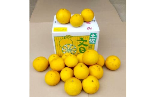 【先行予約】土佐文旦 文旦 訳あり 大玉入り 10kg 10キロ 3L～L 〈2027年2月～発送〉ぶんたん  フルーツ  みかん 果物  柑橘類  家庭用  お取り寄せ 国産【松岡ぶんたん園】