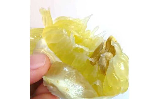 【先行予約】土佐文旦 文旦 訳あり 大玉入り 5kg 5キロ 3L～L 〈2027年2月～発送〉ぶんたん  フルーツ  みかん 果物 く 柑橘類   ご自宅用 お取り寄せ 国産【松岡ぶんたん園】