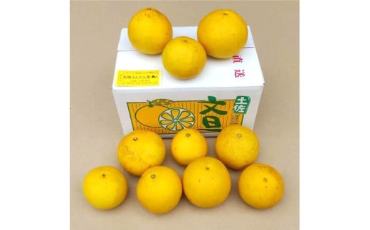 【先行予約】土佐文旦 文旦 訳あり 大玉入り 5kg 5キロ 3L～L 〈2027年2月～発送〉ぶんたん  フルーツ  みかん 果物 く 柑橘類   ご自宅用 お取り寄せ 国産【松岡ぶんたん園】