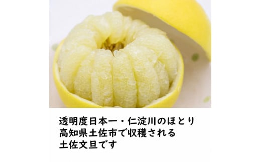 生産者直送　土佐文旦3.0kg[2L～4L]家庭用 【2026年1月下旬より発送】