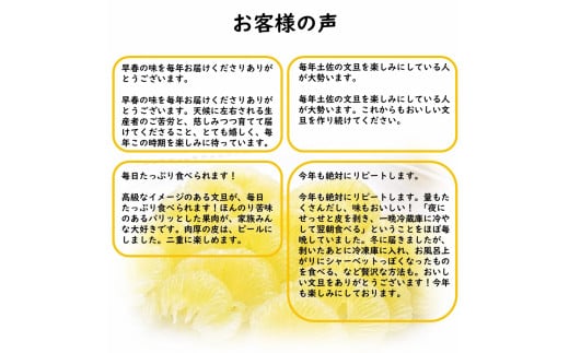 【先行予約】生産者直送 土佐文旦 約3kg [2L～4L] 家庭用 ＜2027年1月下旬より発送＞ 家庭用 文旦 柑橘 みかん フルーツ  果物  産地直送 お取り寄せ 人気  【土佐文旦産直協同組合】