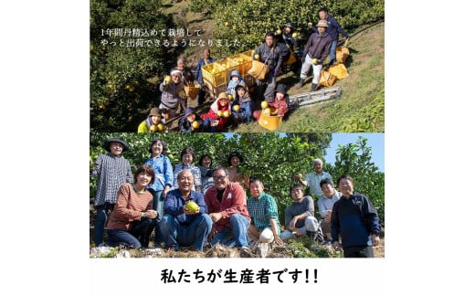 生産者直送　土佐文旦3.0kg[2L～4L]家庭用 【2026年1月下旬より発送】