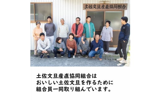 生産者直送　土佐文旦3.0kg[2L～4L]家庭用 【2026年1月下旬より発送】