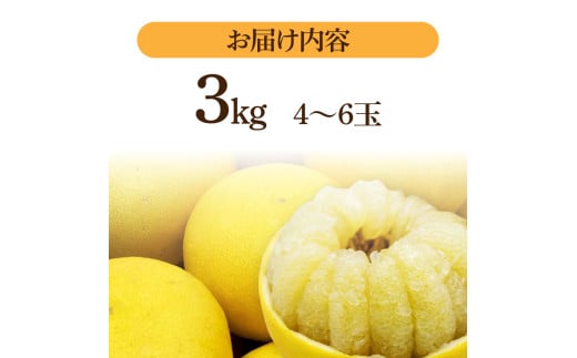 【先行予約】生産者直送 土佐文旦 約3kg [2L～4L] 家庭用 ＜2027年1月下旬より発送＞ 家庭用 文旦 柑橘 みかん フルーツ  果物  産地直送 お取り寄せ 人気  【土佐文旦産直協同組合】