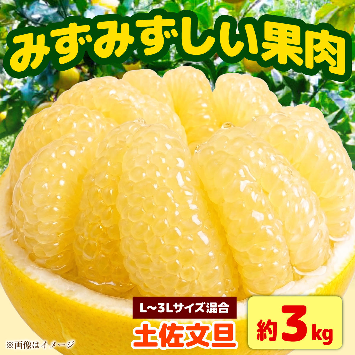 【先行予約】土佐文旦 家庭用 約3kg（L～3Lサイズ混合：5～8玉入り） 文旦 ぶんたん ブンタン 柑橘 フルーツ デザート 果物 ご当地 人気 名産＜2027年1月下旬から順次発送＞【玉木農園】