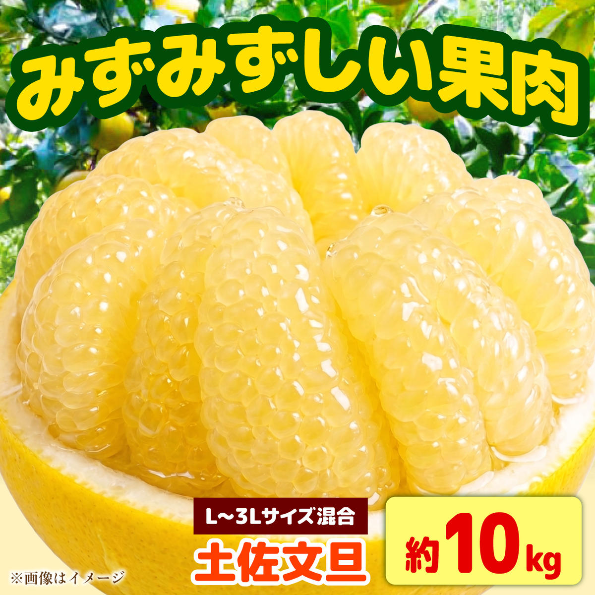 【先行予約】土佐文旦 家庭用 約10kg （L～3Lサイズ混合：17～24玉入り） 文旦 ぶんたん ブンタン 柑橘 フルーツ デザート 果物 ご当地 人気 名産＜2027年1月下旬から順次発送＞【玉木農園】
