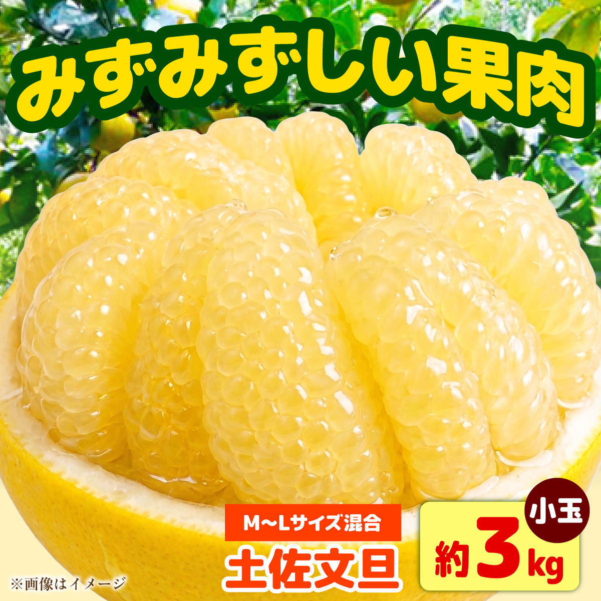 【先行予約】土佐文旦 小玉 家庭用 約3kg （M～L：7～9玉入り） 文旦 ぶんたん ブンタン 柑橘 フルーツ デザート 果物 ご当地 人気 名産＜2027年1月下旬から順次発送＞【玉木農園】