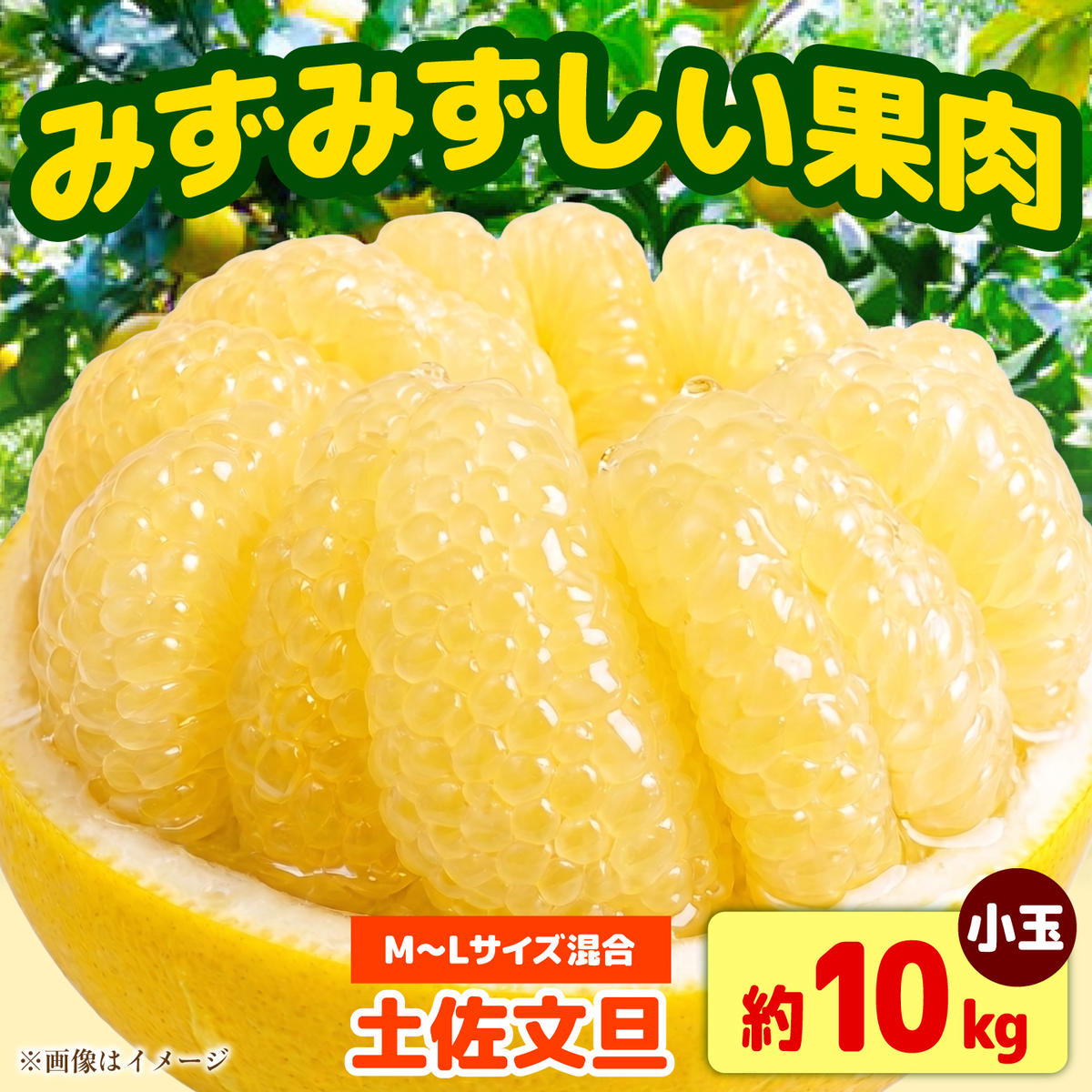 【先行予約】土佐文旦 小玉 家庭用 約10kg （M～Lサイズ：23～29玉入り） 文旦 ぶんたん ブンタン 10キロ 柑橘 フルーツ デザート 果物 ご当地 人気 名産＜2027年1月下旬から順次発送＞【玉木農園】