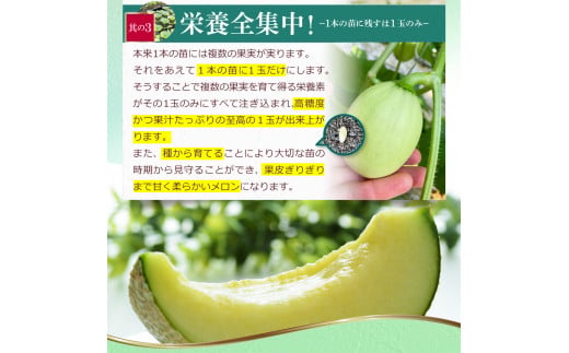 先行予約 メロン ２玉入り（1玉約1.4kg～1.8kg）青肉 2026年夏発送 期間限定