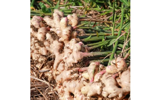 囲生姜 2kg 2キロ しょうが ショウガ 新鮮野菜 野菜 お取り寄せ 美味しい 料理 生姜焼き 薬味 調味料 新鮮 国産 日本産 ジンジャー 常温 配送