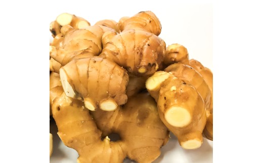 囲生姜 2kg 2キロ しょうが ショウガ 新鮮野菜 野菜 お取り寄せ 美味しい 料理 生姜焼き 薬味 調味料 新鮮 国産 日本産 ジンジャー 常温 配送