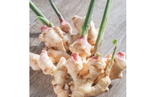 ハウス新生姜 2kg 2キロ しょうが ショウガ 新鮮野菜 野菜 お取り寄せ 美味しい 料理 生姜焼き 漬物 サラダ 新鮮 国産 日本産 ジンジャー 冷蔵 配送