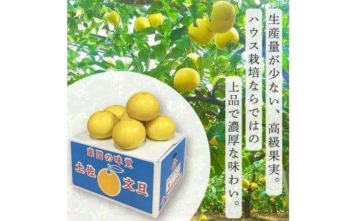 ＜土佐文旦の藤岡＞訳あり 温室土佐文旦 家庭用 5kg (8～12玉）
