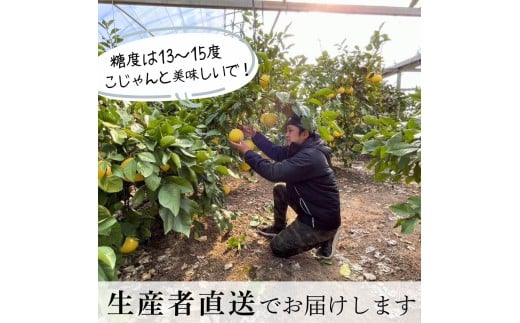 ＜土佐文旦の藤岡＞訳あり 温室土佐文旦 家庭用 5kg (8～12玉）