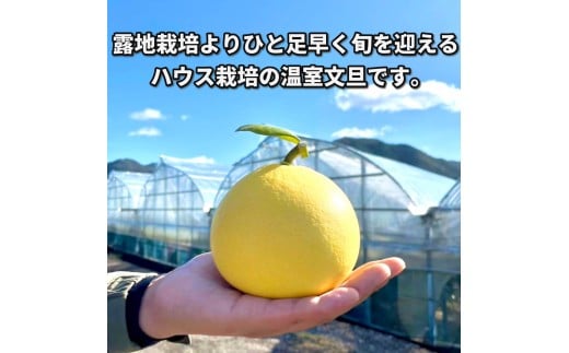 ＜土佐文旦の藤岡＞訳あり 温室土佐文旦 家庭用 5kg (8～12玉）