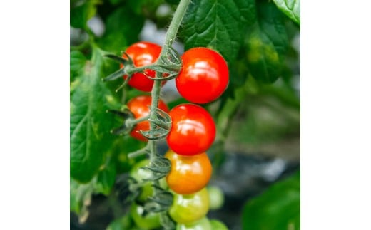 訳あり 赤いミニトマトの宝石箱 約1kg 約1キロ 3回定期便