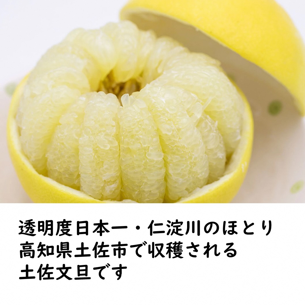 【先行予約】生産者直送 土佐文旦 約9.5kg [2L～4L] 家庭用 ＜2027年1月下旬より発送＞ 家庭用 文旦 柑橘 みかん フルーツ 果物  産地直送 お取り寄せ 人気 【土佐文旦産直協同組合】