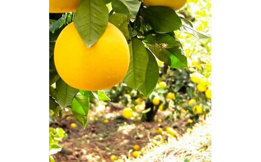 ææŠ çŽ10kg MïœLãµã€ãº 24ïœ30ç ã¶ããã ãã³ã¿ã³ ãã«ãŒã ææ© ã¿ãã æç© ãã ãã® ææ©é¡ ãã¶ãŒã å®¶åºçš ãã¬ãŒã³ã ã®ãã ãåãå¯ã åœç£ åžžæž© é
é