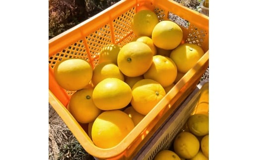 ææŠ çŽ10kg MïœLãµã€ãº 24ïœ30ç ã¶ããã ãã³ã¿ã³ ãã«ãŒã ææ© ã¿ãã æç© ãã ãã® ææ©é¡ ãã¶ãŒã å®¶åºçš ãã¬ãŒã³ã ã®ãã ãåãå¯ã åœç£ åžžæž© é
é