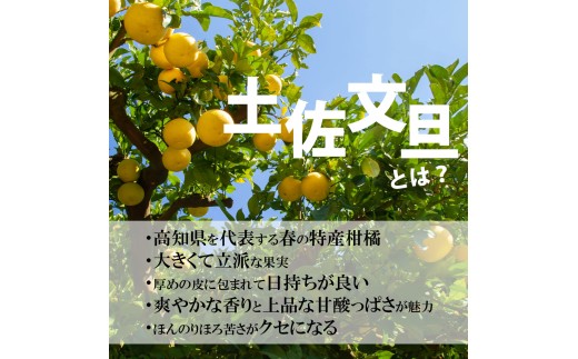 ＜土佐市産＞ 土佐文旦 大玉 訳あり 約10kg（3L～2Lいずれかのサイズ）白木果樹園 返礼品 高知県 土佐市