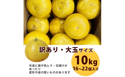 ＜土佐市産＞ 土佐文旦 大玉 訳あり 約10kg（3L～2Lいずれかのサイズ）白木果樹園 返礼品 高知県 土佐市