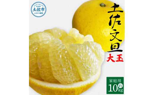 土佐文旦 家庭用 約10キロ（2L～4Lサイズ：16～21玉) 大玉 先行予約 数量限定 文旦 ぶんたん ブンタン 土佐文旦 柑橘 フルーツ 果物 