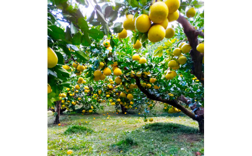 åäœææŠ å®¶åºçš çŽ10ããïŒ2Lïœ4Lãµã€ãºïŒ16ïœ21ç) 倧ç å
è¡äºçŽ æ°ééå® ææŠ ã¶ããã ãã³ã¿ã³ åäœææŠ ææ© ãã«ãŒã æç©