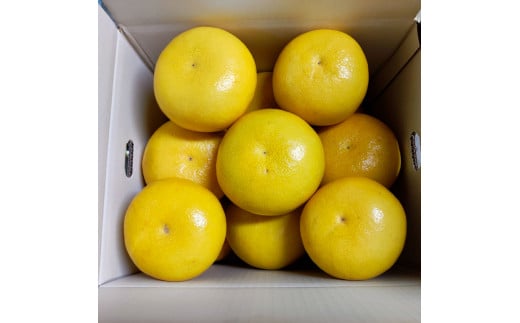 åäœææŠ å®¶åºçš çŽ10ããïŒ2Lïœ4Lãµã€ãºïŒ16ïœ21ç) 倧ç å
è¡äºçŽ æ°ééå® ææŠ ã¶ããã ãã³ã¿ã³ åäœææŠ ææ© ãã«ãŒã æç©