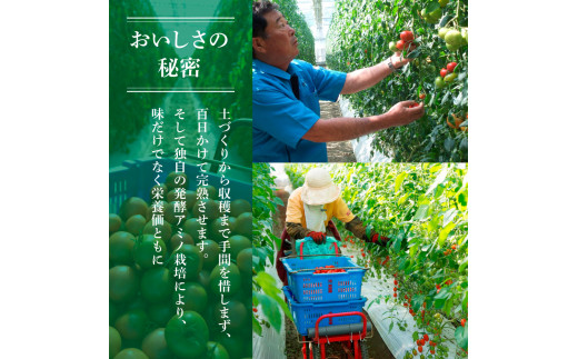 【先行予約】フルーツトマト 訳あり 約3kg <2027年1月〜発送> / 大小混合 3キロ トマト とまと ふるーつとまと 高知 桃太郎 完熟 糖度8度以上 濃厚 野菜 料理 サラダ マリネ おいしい 新鮮 訳アリ【池トマト】[BQAG054]
