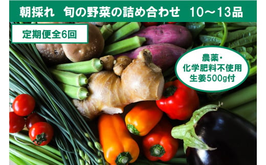 『定期便全6回』栽培期間中に農薬不使用の生姜200gと旬の野菜詰め合わせ10～13品目