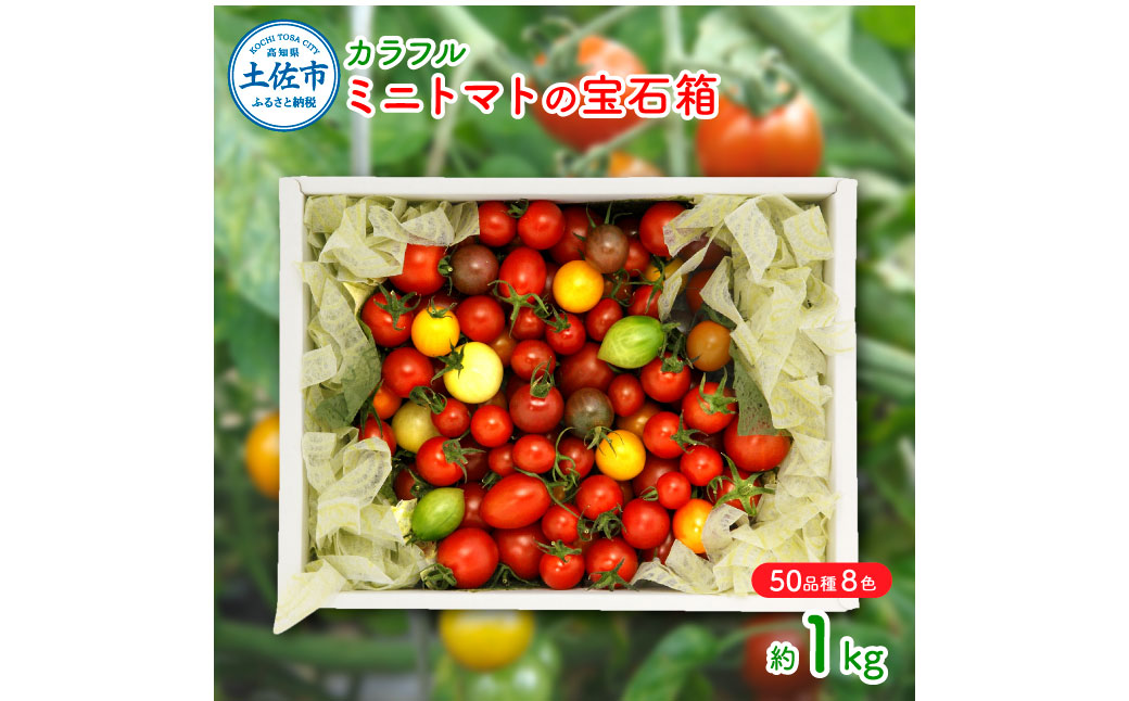 カラフルミニトマトの宝石箱　（約1kg）