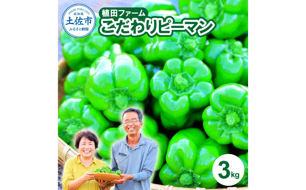 高知県産 植田ファームのこだわりピーマン 3kg