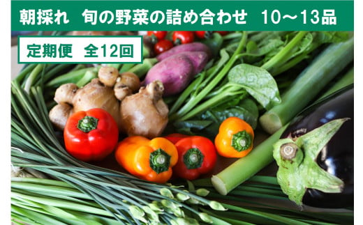 『定期便』全12回【土佐野菜】旬の野菜詰め合わせ10～13品目　