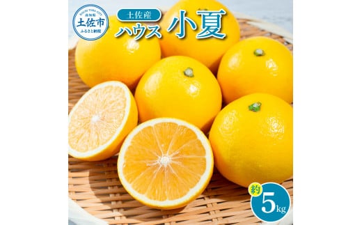 ＜厳選・先行予約＞自然の味をそのままに旨味の塊ハウス小夏約5kg【高知県土佐市産】 小夏 コナツ 果物 柑橘 フルーツ みかん ハウス 小夏 ５キロ 新鮮 産地直送 美味しい おいしい