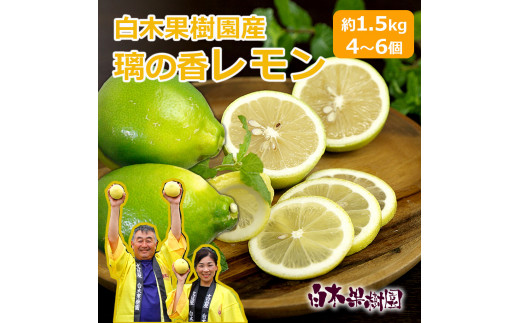 璃の香レモン　約1.5kg　（4～6個）訳ありご家庭用　果物　柑橘　フルーツ　レモン　高知県土佐市　お取り寄せ 産地直送　おいしい 美味しい　白木果樹園