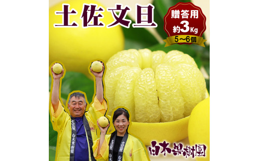 【果樹園直送】土佐文旦　2L中玉6個もしくは3L大玉5個入り　特選品贈答用　果物　柑橘　フルーツ　ぶんたん　ブンタン　文旦　高知県土佐市　お取り寄せ 産地直送　おいしい 美味しい　返礼品　白木果樹園