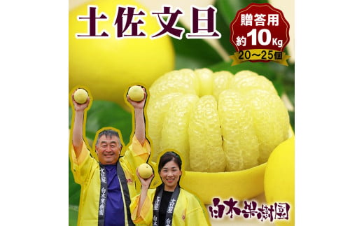 【果樹園直送】土佐文旦特選品贈答用　約10kg　L～2L　（20～25個）　果物　柑橘　フルーツ　ぶんたん　ブンタン　文旦　高知県土佐市　お取り寄せ 産地直送 白木果樹園