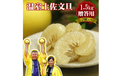 12月発送土佐文旦 温室土佐文旦 特選秀品ご贈答用中箱 2個入り 約1.5kg 文旦 大玉サイズ ハウス文旦 柑橘 みかん フルーツ ぶんたん ブンタン 果物 お取り寄せ おいしい 美味しい 高知県土佐市産  返礼品 高知県 高知