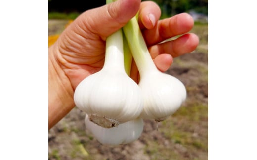 新にんにく＆ハッピーマンセット 約1キロ 約1kg ニンニク 新ニンニク ピーマン 野菜 やさい おかず 副菜 お弁当 新鮮 おいしい 採れたて 国産 お取り寄せ