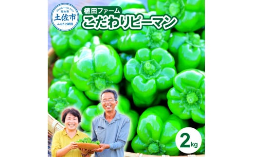 高知県産 植田ファームのこだわりピーマン 2kg ピーマン 甘い 新鮮野菜 サラダ 野菜 おかず 詰め合わせ 絶品 お取り寄せ 美味しい 料理 おうちごはん 新鮮