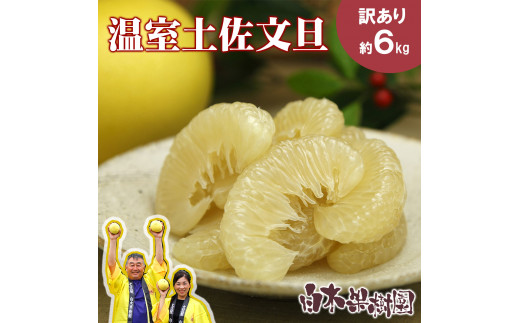 12月発送土佐文旦 温室土佐文旦 L～3L 約6kg 約6キロ(10～14個入り) お得箱 ブンタン ぶんたん 土佐文旦 ハウス文旦 高知県土佐市産 フルーツ 果物 くだもの 柑橘 旬 訳あり わけあり ご自宅用 ご家庭用 おいしい 甘い