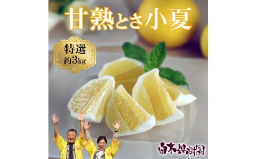 ＜先行予約＞甘熟とさ小夏 約3kg S～Lサイズ 特選品 贈答用 果物 柑橘 フルーツ 日向夏 ニューサマーオレンジ こなつ 小夏 すくも小夏 宿毛小夏 みかん 高知県 土佐市 お取り寄せ 産地直送